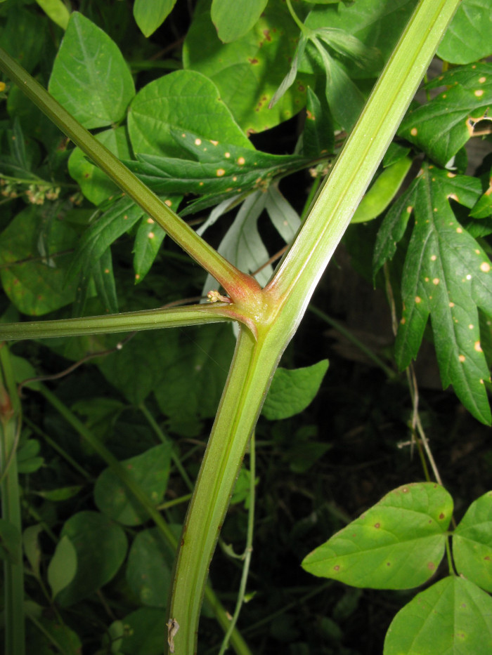 가는괴불주머니 - Corydalis raddeana Regel