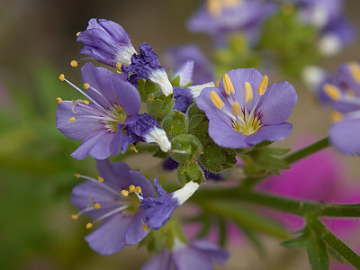 꽃고비 사진 - Polemonium caeruleum (Regel) Kitam. Photos