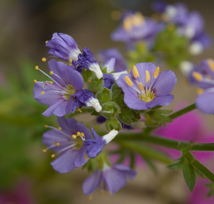 꽃고비 - Polemonium caeruleum (Regel) Kitam.