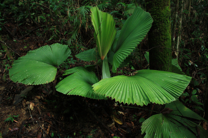 파라솔야자 - Parasol Palm, Licuala orbicularis