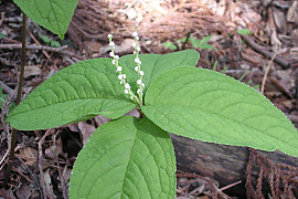 꽃대 - Chloranthus serratus (Thunb.) Roem. & Schult.