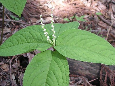 꽃대 사진 - Chloranthus serratus (Thunb.) Roem. & Schult. Photos