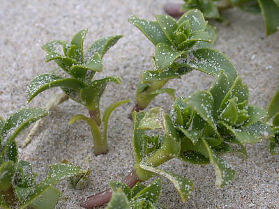 갯별꽃 사진 - Honkenya peploides var. major Hook. ex Ohwi Photos