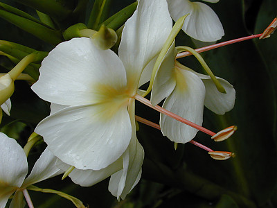 꽃생강 사진 - Hedychium coronarium J.Konig Photos