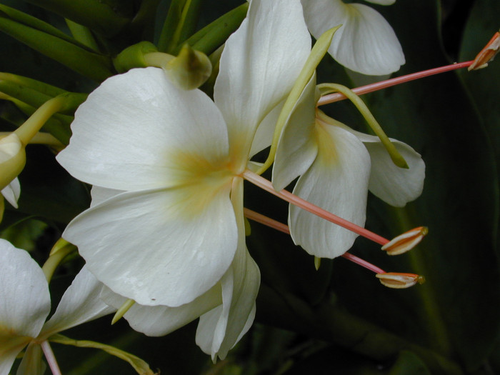 꽃생강 - Ginger lily, Hedychium coronarium J.Konig