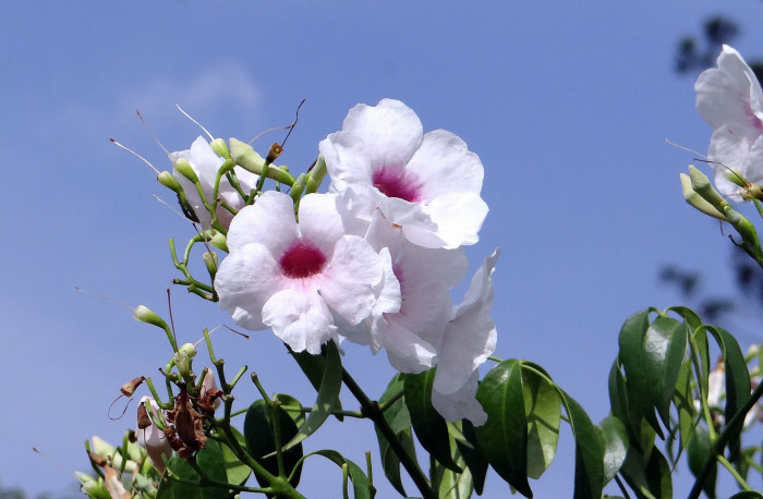 팬도르자스민 - bower vine, bower plant, Pandorea jasminoides