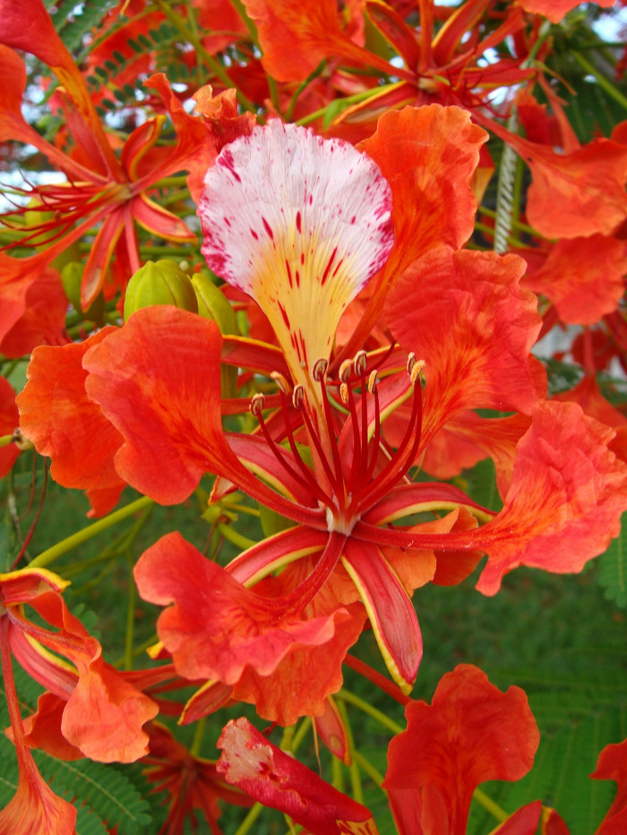 봉황목 - Flamboyant Tree, Flame Tree, Delonix regia