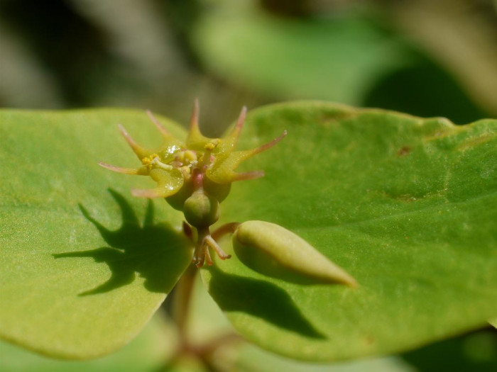 개감수 - Euphorbia sieboldiana Morren & Decne.