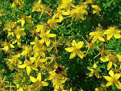 서양고추나물 사진 - Hypericum perforatum L. Photos