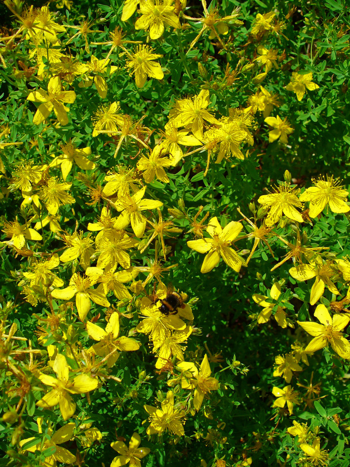 서양고추나물 - Hypericum perforatum L.