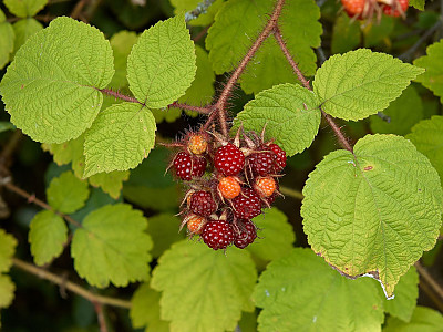 곰딸기 사진 - Rubus phoenicolasius Maxim. for. phoenicolasius Photos