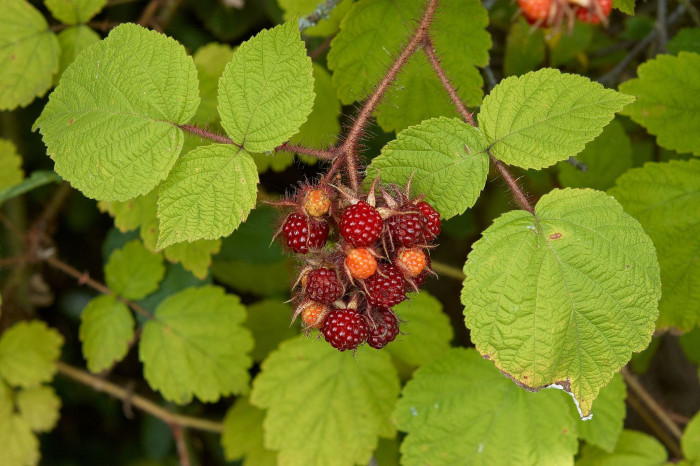 곰딸기 - Rubus phoenicolasius Maxim. for. phoenicolasius