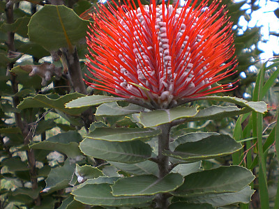 방크시아 사진 - Banksia coccinea Photos