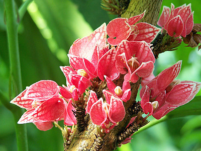 파보니아 스트릭티플로라 사진 - Pavonia strictiflora Photos