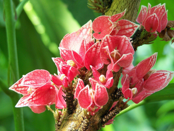 파보니아 스트릭티플로라 - Pavonia cauliflora, Pavonia strictiflora