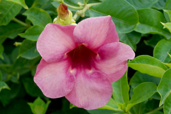 알라만다 - Allamanda