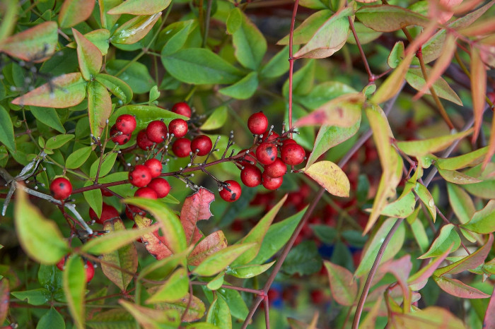 남천 - Heavenly bamboo, Nandina domestica Thunb.