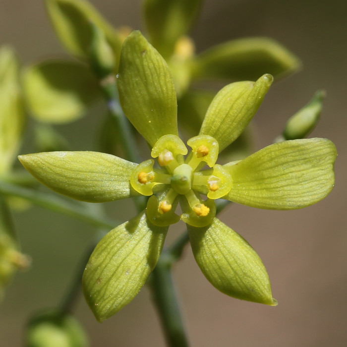 꿩의다리아재비 - Caulophyllum robustum Maxim.