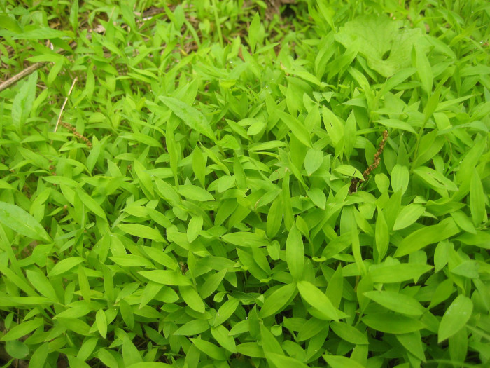 나도바랭이새 - Japanese Stiltgrass, Microstegium vimineum (Trin.) A.Camus var. vimineum