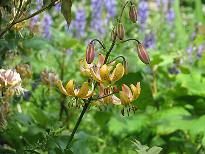 섬말나리 사진 - Lilium hansonii Photos