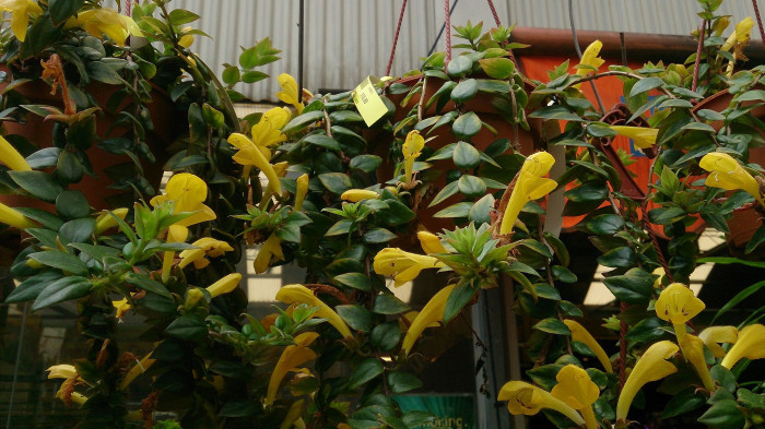 트리쵸스 - Lipstick plant, Aeschynanthus radicans