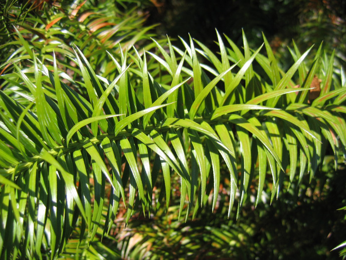 넓은잎삼나무 - Chinese Fir, Cunninghamia lanceolata (Lamb.) Hook.