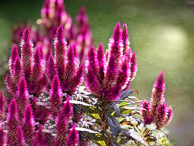 개맨드라미 사진 - Celosia argentea L. Photos