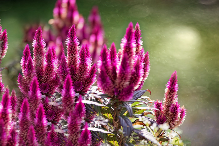 개맨드라미 -  Feather Cockscomb, Celosia argentea L.