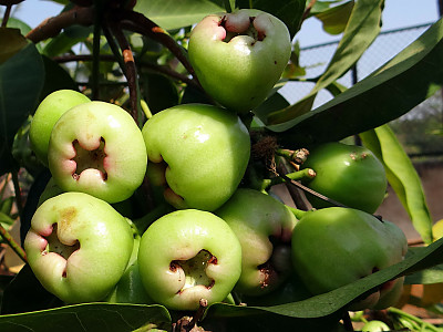 왁스잠부 사진 - Eugenia Javanica Photos