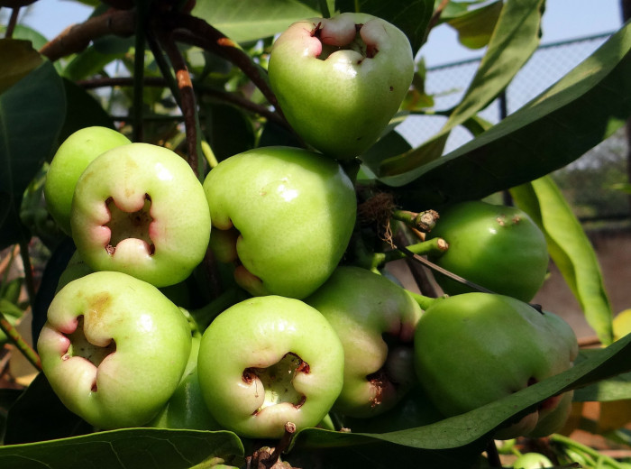 왁스잠부 - Wax apple, Eugenia Javanica