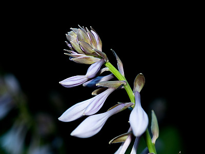 옥잠화 사진 - Hosta plantaginea (Lam.) Aschers. Photos