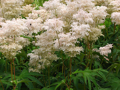 단풍터리풀 사진 - Filipendula palmata (Pall.) Maxim. Photos