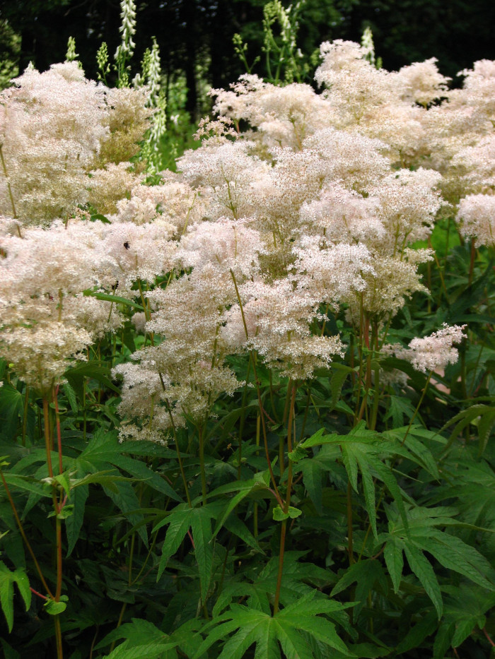 단풍터리풀 - Filipendula palmata (Pall.) Maxim.
