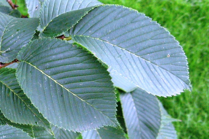난티나무 - Ulmus laciniata (Trautv.) Mayr