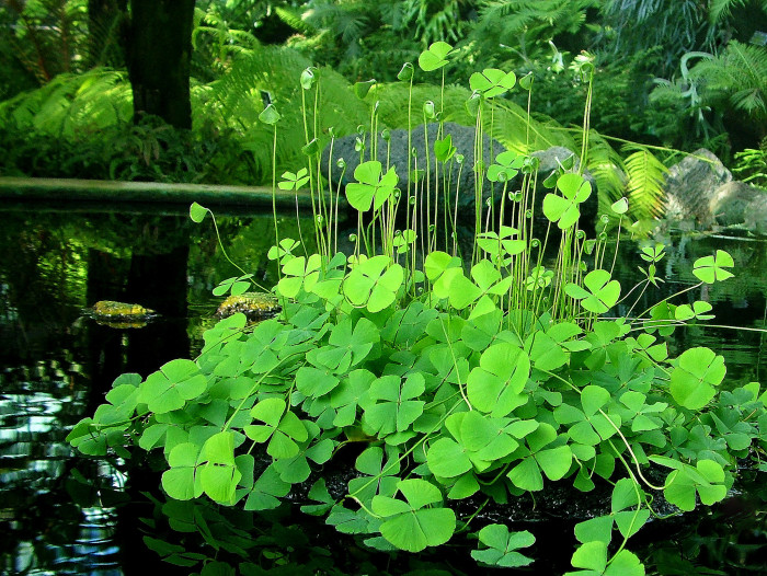 네가래 - Colony of Marsilea quadrifolia, Marsilea quadrifolia L.