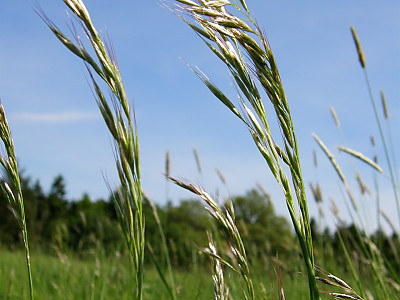 개나래새 사진 - Arrhenatherum elatius (L.) P.Beauv. ex J.Presl & C.Presl Photos