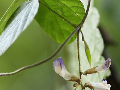새콩 사진 - Amphicarpaea bracteata (L.) Fernald ssp. edgeworthii (Benth.) H. Ohashi Photos