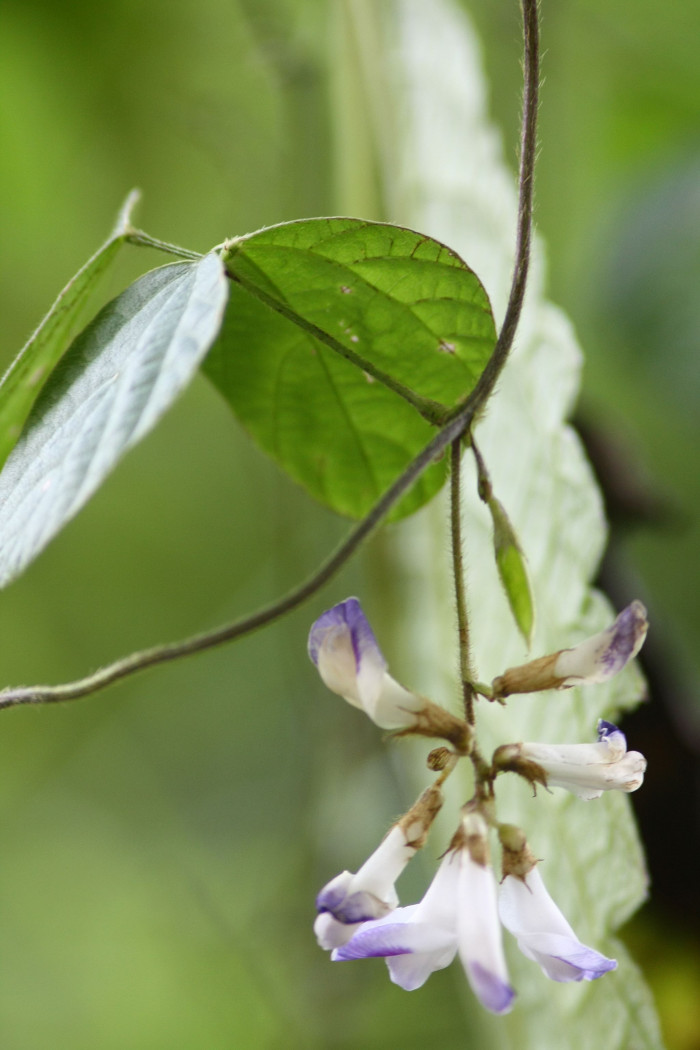 새콩 - Amphicarpaea bracteata (L.) Fernald ssp. edgeworthii (Benth.) H. Ohashi