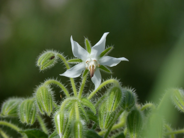 보리지 - Starflower, Borago officinalis L.