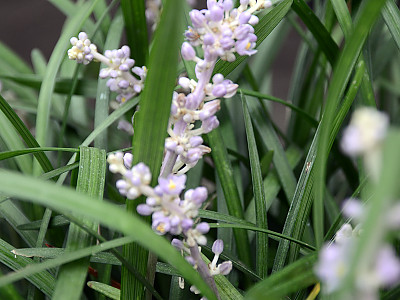 개맥문동 사진 - Liriope spicata (Thunb.) Lour. Photos