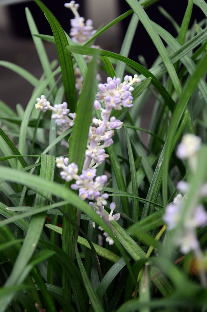 개맥문동 - Liriope spicata (Thunb.) Lour.