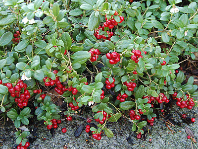 월귤 사진 - Vaccinium vitis-idaea L. Photos