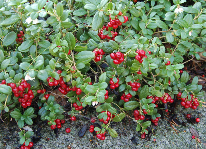 월귤 - Vaccinium vitis-idaea L.