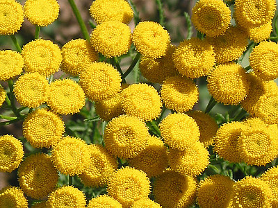 탄지 사진 - Tanacetum vulgare Photos
