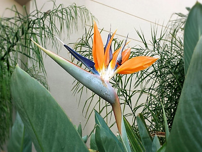 극락조화 사진 - Strelitzia reginae Photos