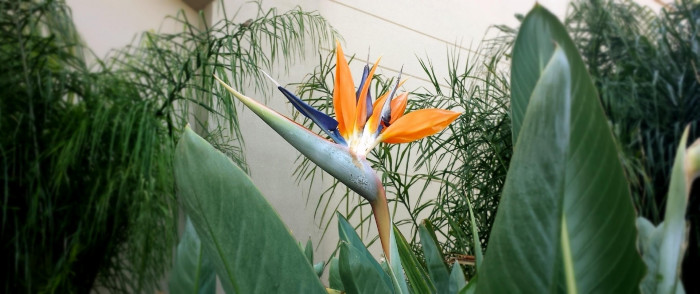 극락조화 - Bird of paradise, Strelitzia reginae