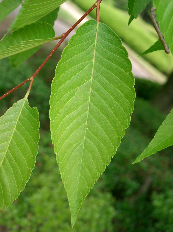 느티나무 - Japanese Zelkova, Zelkova serrata (Thunb.) Makino