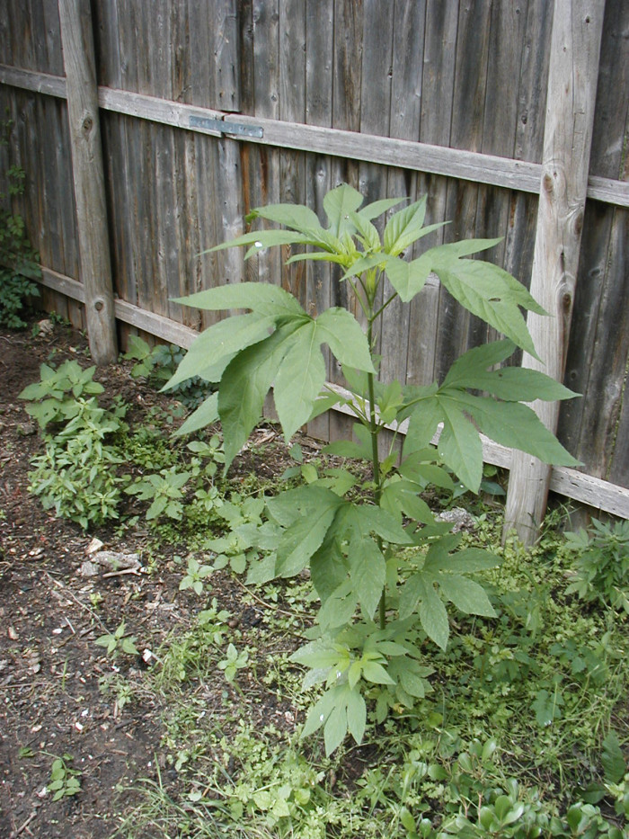 단풍잎돼지풀 - Ambrosia trifida L. var. trifida