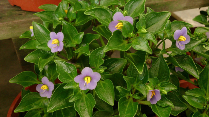 엘사벨로즈 - Persian violet, Exacum affine Balff