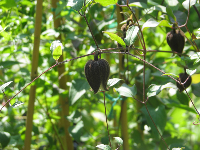 검은종덩굴 - Clematis fusca Turcz.